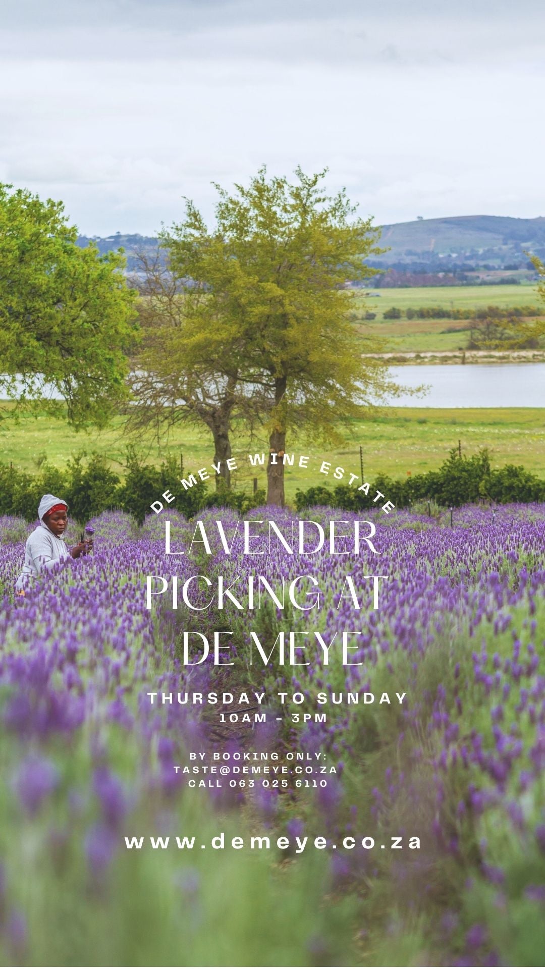 De Meye Lavender Picking